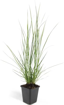 Image de Herbe à lampions - Pennisetum alopecuroides 'Hameln' - pot de 9cm - Set de 12 plantes