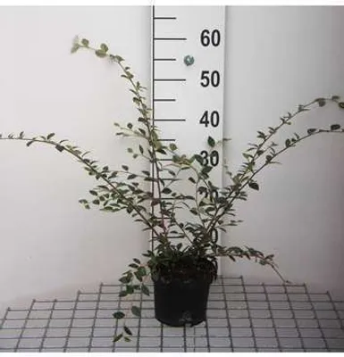 Obrázok produktu pre Cotoneaster franchetii - Medovník ovocný 40- 60 cm kontajner