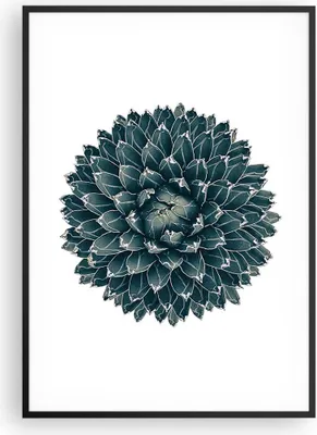 Produktbild von Gerahmtes Poster - Schwarzer Rahmen - Agave Königin Victoria - 70x100 cm - Wand Bild - Wanddeko - Wandbilder - Wandposter - Bilderrahmen - Bilder - Kunstdruck - Wandbild - P2BPA70x100-4129