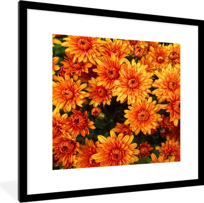 Produktbild von MuchoWow® Gerahmtes Poster Blumen - Orange - Chrysantheme 40x40 cm - Poster mit Schwarzem Bilderrahmen Wandposter Rahmen Foto Bilder - Poster - Plakat im Rahmen
