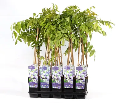 Produktbild von Wisteria floribunda Naga Noda 70-80 cm -  japanischer Blauregen