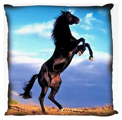 Produktbild von Kissenbezug 40x40 cm mit Pferd Fotodruck-Motiv