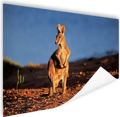 Produktbild von MuchoWow® Poster Känguru - Tier - Sonne - Natur 60x40 cm - Schlafzimmerdekoration