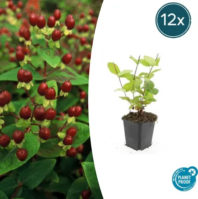 Immagine prodotto di Hypericum inodorum 'Beauty' | 12 pezzi - 10-25cm - Ø9cm - Pianta da giardino