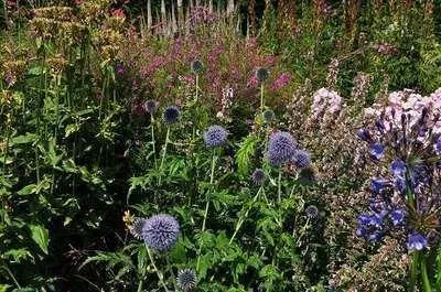 Produktbild von 6 x  Echinops bann. 'Blue Globe' - Kugeldistel - Topf 9 x 9 cm