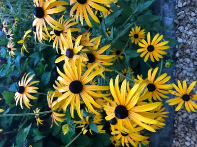 Produktbild von 6 x Rudbeckia Fulgida 'Goldsturm ' - Sonnenhut Topf 9cm x 9cm