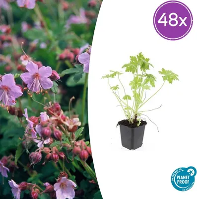 Immagine prodotto di Geranium macrorrhizum | 48 pezzi - 10-25cm - Ø9cm - Pianta da giardino