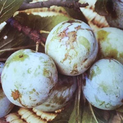 A close-up view of several green plums with brown blemishes, surrounded by leaves and branches.