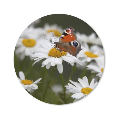 Produktbild von MuchoWow® Mauspad Mousepad Tagpfauenauge Schmetterling mit Gänseblümchen 30x30 cm - Mousepads - Maus Mat - Pad - Mausunterlage - Tischunterlage - Schreibtischmatten