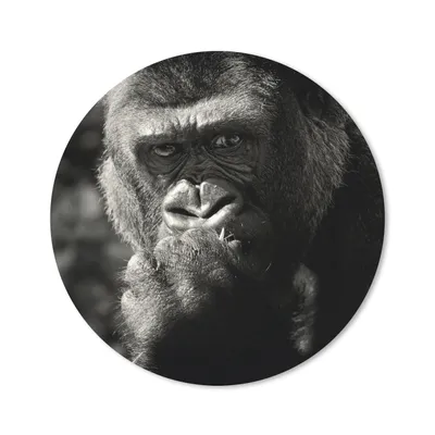 Produktbild von MuchoWow® Mauspad Mousepad Tierprofil Gorilla in schwarz und weiß 30x30 cm - Mousepads - Maus Mat - Pad - Mausunterlage - Tischunterlage - Schreibtischmatten