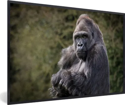 Produktbild von MuchoWow® MuchoWow® Gerahmtes Poster Großer Gorilla schaut direkt in die Kamera 60x40 cm - Poster mit zchwarzem Bilderrahmen - Printing - Wanddeko Schlafzimmer