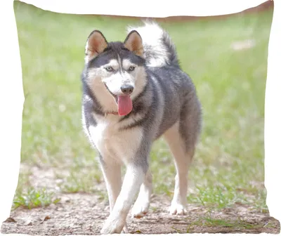 Produktbild von MuchoWow® Zierkissen Sofakissen Wohnzimmer Dekokissen 60x60 cm Husky im Park - Sitzfläche - Foto Polster