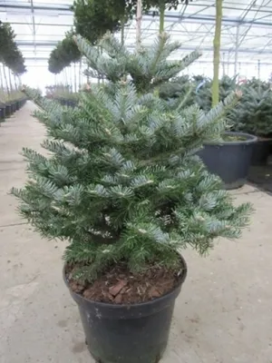 Produktbild von Koreatanne Tordis - Abies koreana Tordis 70-80cm