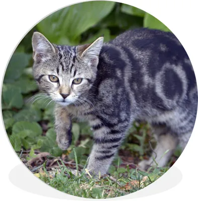 Produktbild von MuchoWow® Rundes Wandbild - Runde Bilder Katze - Haustier - Garten - Mädchen - Kinder - Kinder - Kind Ø 30 cm Kreis Wanddekoration Kunststoff - Wandkreis - Wandschmuck - Schlafzimmer - Bilder - Der Kreis - Kunst für die Wohnung - Plastik - Kunstdruck - Wandbild