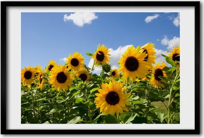 Produktbild von Bild 60x40 MDF-Rahmen, Wandkunst Sunflowers