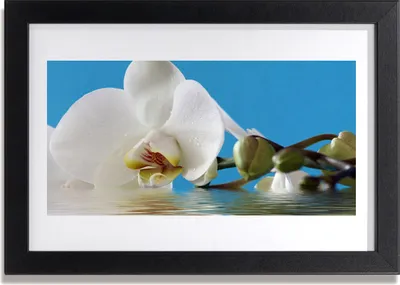 Produktbild von Bild 30x20 MDF-Rahmen Wandkunst Natur Blume Pflanze