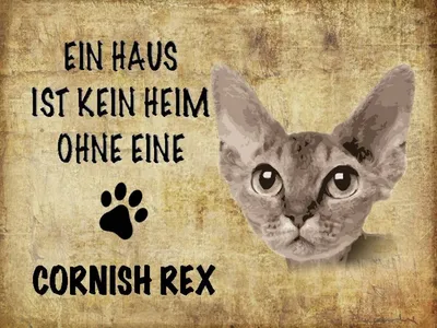 Produktbild von vianmo Holzschild 30x40 cm Cornish Rex Katze