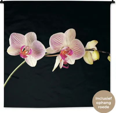 Produktbild von MuchoWow® Wandteppich Wandbehang Orchidee - Blumen - Schwarz - Rosa - Knöpfe 150x150 cm Tapisserie Dekoration Wandtuch - Wohnaccessoires - Modernes