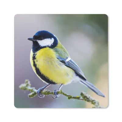 Produktbild von MuchoWow® Mauspad Mousepad Kohlmeise - Vogel - Zweig 30x30 cm - Mousepads - Maus Mat - Pad - Mausunterlage - Gaming