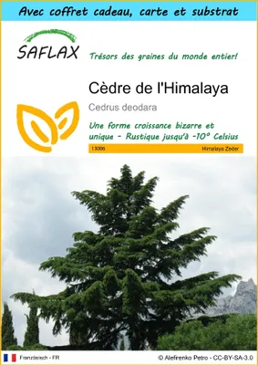 Image de SAFLAX Ensemble-cadeau - Cèdre de l'Himalaya - 35 graines - Cedrus