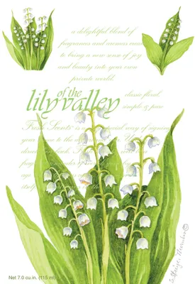 Produktbild von Willowbrook Fresh Scents -Duftsachet - Lily of the Valley