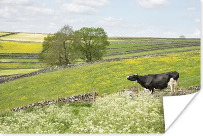 Produktbild von MuchoWow® Poster Kuh - Blumen - Tiere 180x120 cm - Fotoplakat