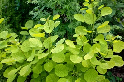 Produktbild von Cotinus coggygria 'Golden Lady', Perückenstrauch, goldgelb, 40–60 cm