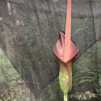 Obrázek produktu pro Amorofalus (Amorphophallus borneensis)  – 1 vyklíčené semeno