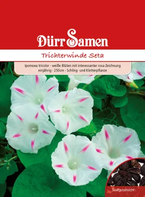 Produktbild von Trichterwinde Seta | Trichterwindensamen von Dürr Samen