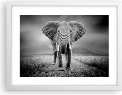 Produktbild von Gerahmtes Poster - Weißer Rahmen - Elefant Wildnis Natur - 40x30 cm - Wand Bild - Wanddeko - Wandbilder - Kunstposter - Wandposter - Bilderrahmen - Bilder - Kunstdruck - P2WAA40x30-4966