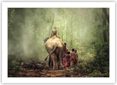 Produktbild von Poster - Poster ohne Rahmen - Elefant Dschungel Nebel - 70x50 cm - Wand Bild - Wanddeko - Wandbilder - Kunstposter - Wandposter - Bilder - Kunstdruck - Wanddekoration - Wandbild - P2XAA70x50-3438