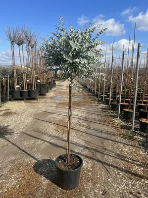 Produktbild von Sunny Tree - Eucalyptus gunnii 'Azura' auf Stamm - Winterhart - 150 cm