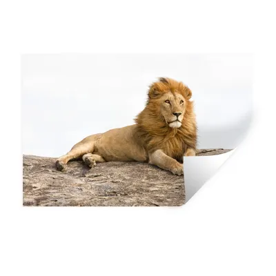 Produktbild von MuchoWow® Wandtattoo Wandsticker Wandaufkleber Löwe - Mähne - Tier 60x40 cm Selbstklebend und Repositionierbar - Wierderverwendbar - Selbstklebend