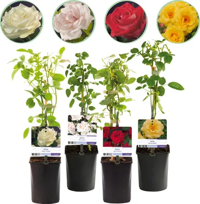 Image de GreenboutiQ - Rosier grimpant - Rosa Rainbow - Fleurs Rose Blanc Jaune Rouge - Peu d'entretien - 4 plantes - Pot 11cm Hauteur 40cm