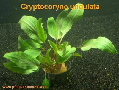 Produktbild von 10 Töpfe Cryptocoryne undulata, Wasserpflanze