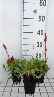 Zdjęcie produktu dla 6 x Persicaria aff. 'Dimity' - Rdestowiec ostrokończysty - doniczka 9 x 9 cm