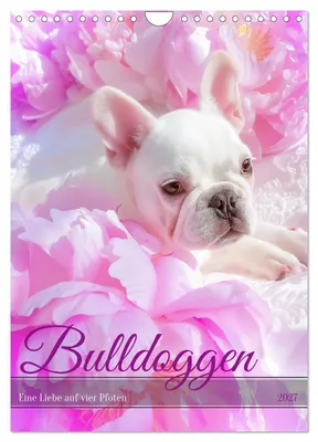Produktbild von Bulldoggen (Wandkalender 2027 DIN A4 hoch), CALVENDO Monatskalender