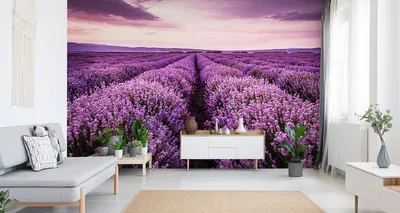 Immagine prodotto di Carta da parati in tessuto non tessuto murale bellissimo campo di lavanda 135 cm (L) x 90 cm (H) decorazione murale della parete