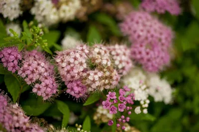 Produktbild von Spiraea japonica 'Shirobana', Japanische Spiere, mehrfarbig, 15–20 cm