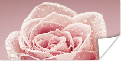 Produktbild von MuchoWow® Poster Tautropfen auf einer einzelnen rosa Rose 80x40 cm - Wanddeko