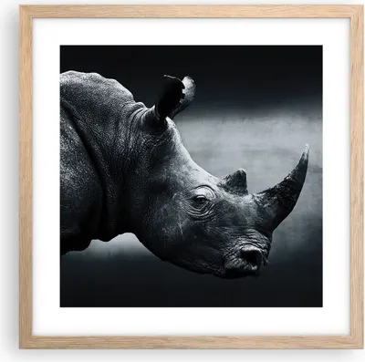 Produktbild von Gerahmtes Poster - Rahmen in heller Eiche - Nashorn Schwarzweiß Porträt - 40x40 cm - Wand Bild - Wanddeko - Wandbilder - Wandposter - Bilderrahmen - Bilder - Kunstdruck - Wandbild - P2NAC40x40-4347