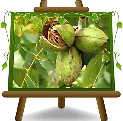 Productafbeelding van Walnoot Pecan Boom - Fruitboom Sierboom - Tuin Decoratie - Droogtetolerant - 180 cm Hoog - Groen
