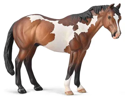 Produktbild von Appaloosa Ogier Maulwurf Bay Overo, Pferd, Zucht, Rasse, Tier