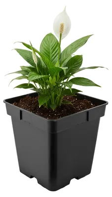 Produktbild von Garronda Kunststoff eckig mit Drainagelöchern Blumentopf für Garten (Schwarz, 18 x 18 x 18 cm (4L)) GD-KW-S