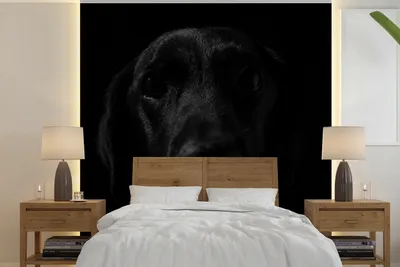 Produktbild von MuchoWow® Fototapete für Wohnzimmer oder Schlafzimmer Wandtapete Vinyl Motivtapete Hund - Schwarz - Labrador - 350x350 cm - Schlafzimmertapete