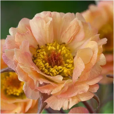 Produktbild von Stauden Gänge 1 x Geum chiloense 'Mai Tai‘ - apricotfarbene Chilenische Nelkenwurz - Pfirsichfarbene Blüten mit exotischem Charme