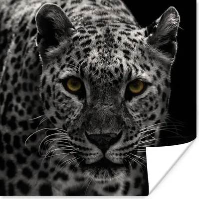 Produktbild von MuchoWow® Poster Schwarz-Weiß-Foto eines farbigen Leoparden 100x100 cm - Babyzimmer