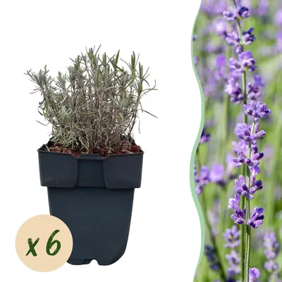 Produktbild von GreenboutiQ - Heckenpflanzen - Lavandula angustifolia Hidcote - graues Blatt - 6 Pflanzen - 1 laufender Meter - immergrün - Topf 17cm Höhe 30cm