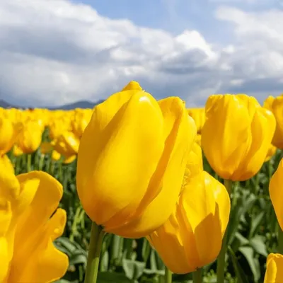 Obrázek produktu pro Tulipán Golden Apeldorn, jarní odrůda
