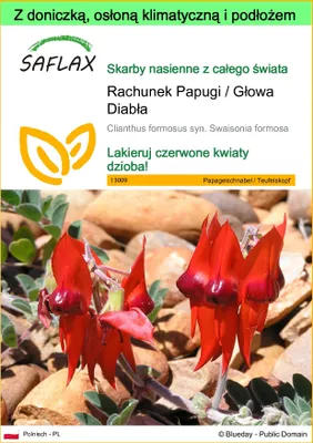 Zdjęcie produktu dla SAFLAX - Garden to go - Rachunek Papugi / Głowa Diabła - 20 Nasiona - Z doniczką, pokrywą klimatyczną i podłożem do uprawy - Clianthus formosus syn. Swaisonia formosa